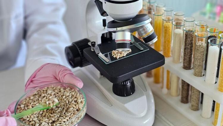 New Seed Development Map Could Improve Crop Yield