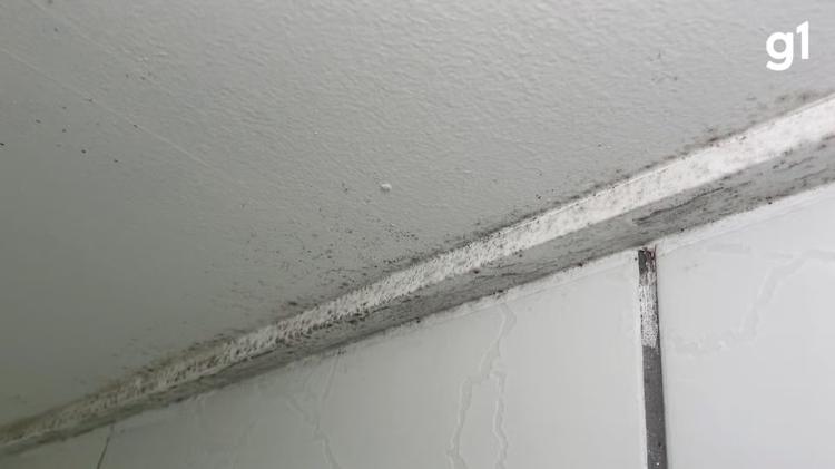 Vinagre, água sanitária ou desumidificador? Especialista dá dicas para combater o mofo no inverno