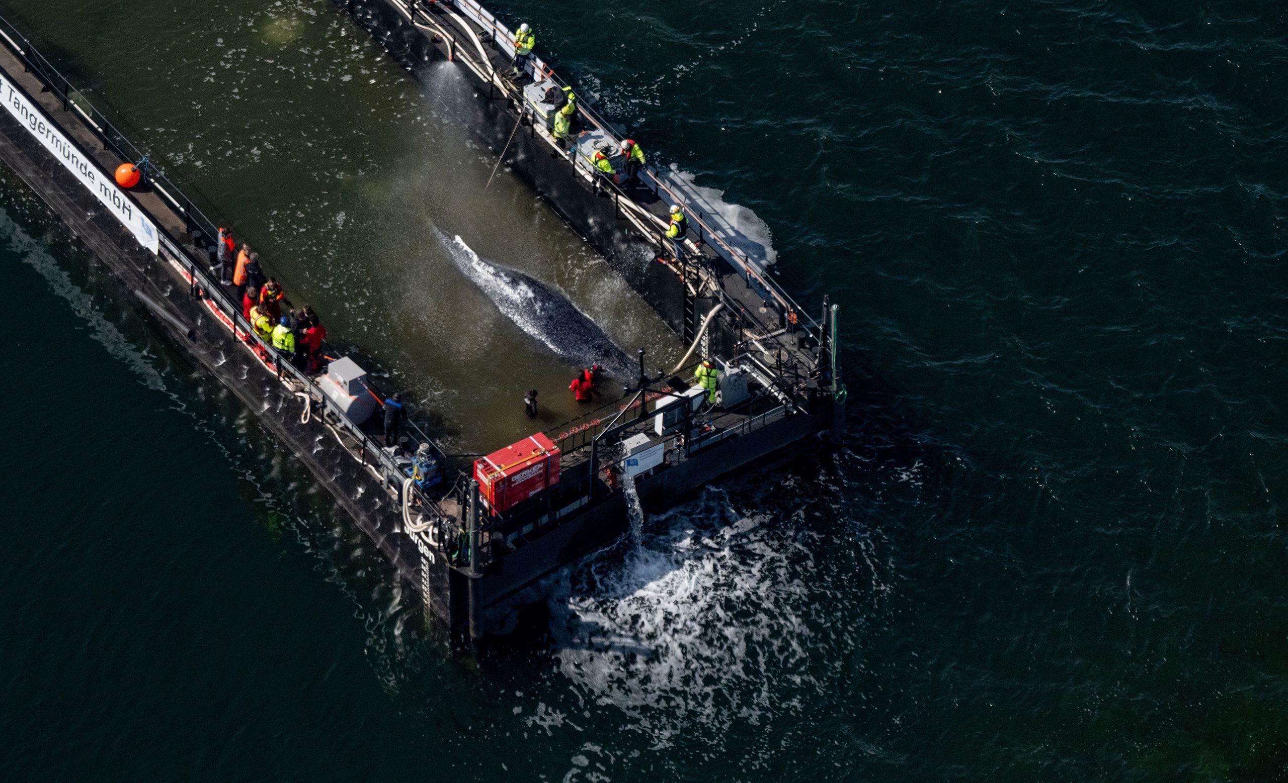 The Strange Saga of Timmy, the Stranded Humpback Whale