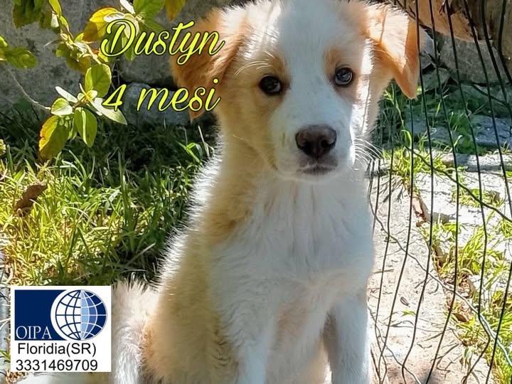 🐾 UNO SGUARDO VALE PIÙ DI MILLE PAROLE 🐾 Ci sono attese che durano mesi e occhi che continuano a cercare qualcuno da c...