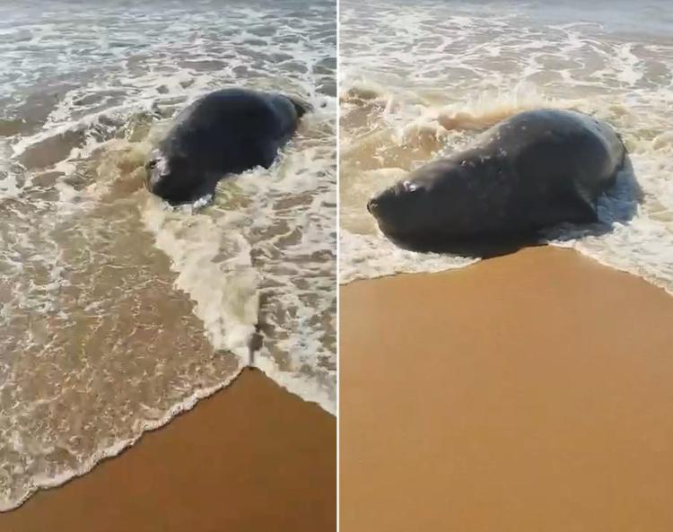 Elefante-marinho é encontrado em praias de São João da Barra
