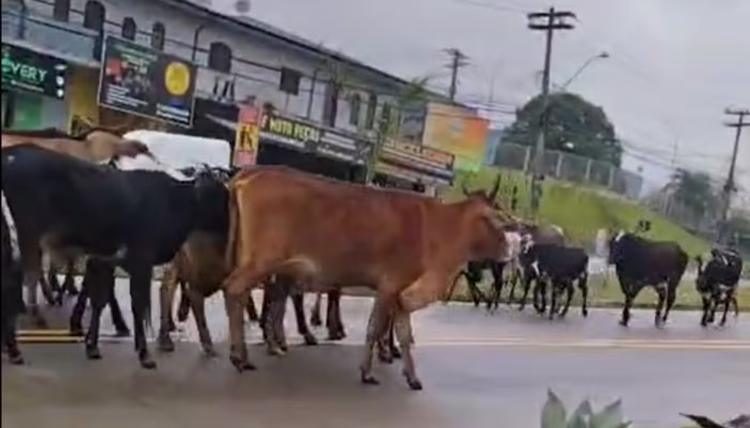 VÍDEO mostra boiada andando em corredor do BRT no terminal Ouro Verde, em Campinas
