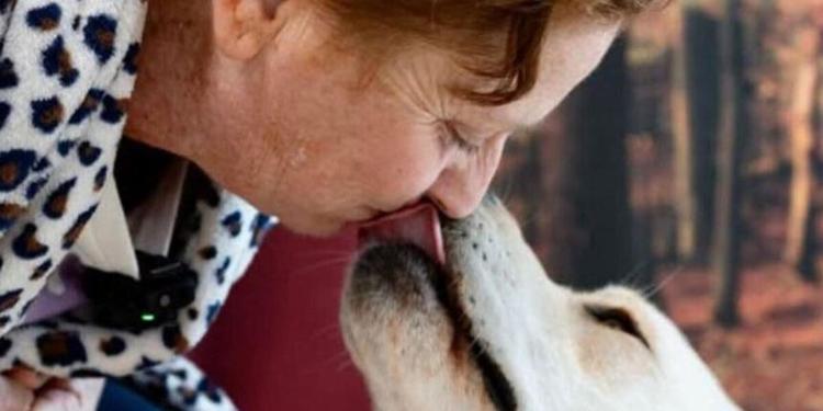 La storia di Joy, il labrador di due anni che «fiuta» il tumore della padrona e le salva la vita