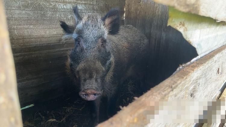 Homem que mantinha javali em cativeiro e cães amarrados com fios curtos é preso por maus-tratos na Serra Gaúcha