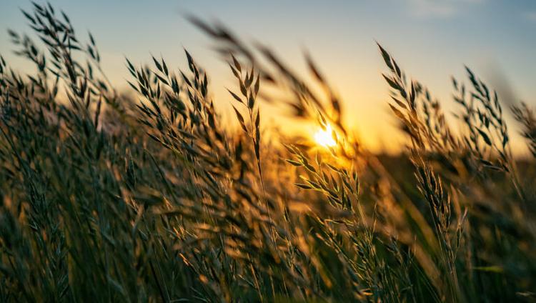CIMMYT and John Innes Centre Partnership Advances Wheat Research and Disease Surveillance