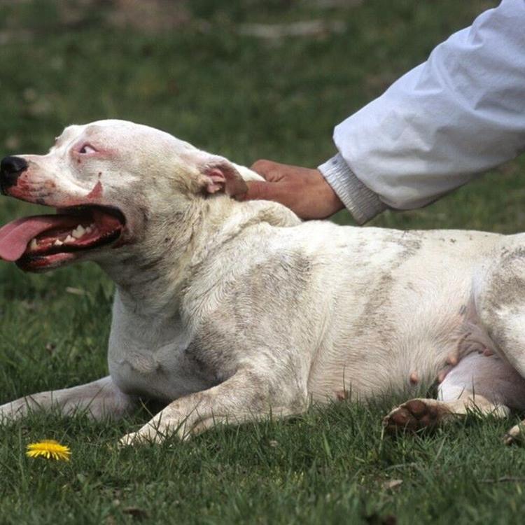 Pitbull drogati per i combattimenti clandestini, sei indagati [VIDEO]