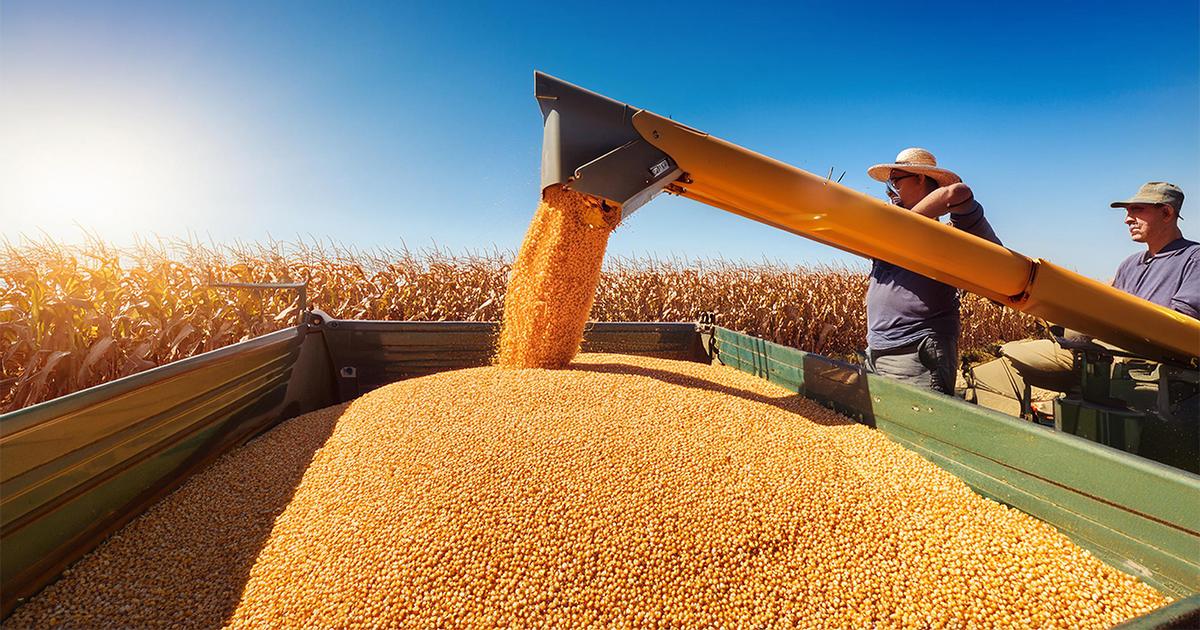 El Niño e juros elevados devem recuar PIB agrícola em 3%
