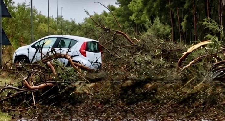 Pulsano, alberi crollati a Lido Silvana: Di Lena chiede verifiche