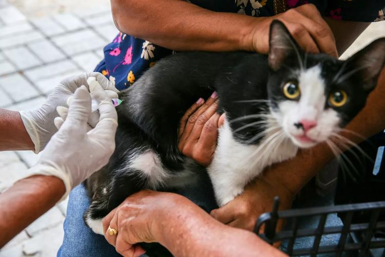 Fortaleza terá Dia D de vacinação contra raiva em cães e gatos neste sábado; confira locais