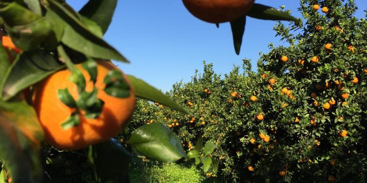In Calabria le merci riprendono a viaggiare ma nei campi si contano i danni