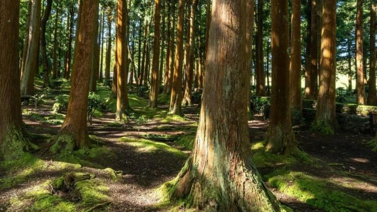 France : un bébé découvert dans une forêt