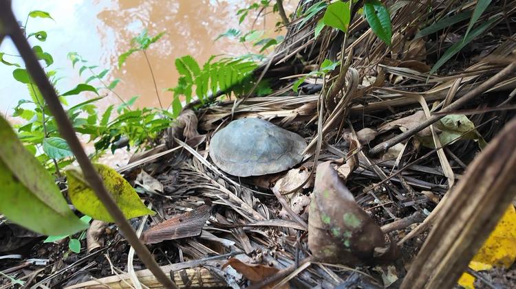 Cágados de floresta nacional estão contaminados com bactérias e até antibióticos de uso hospitalar, aponta pesquisa