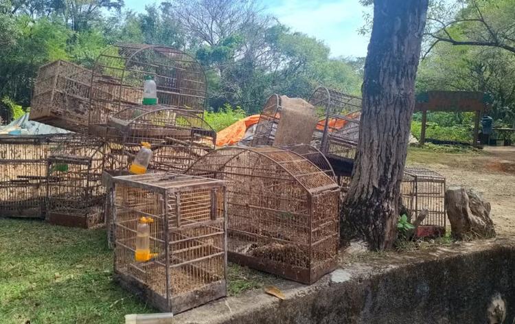 Aves são resgatadas de cativeiro e levadas para centro de reabilitação em Jundiaí