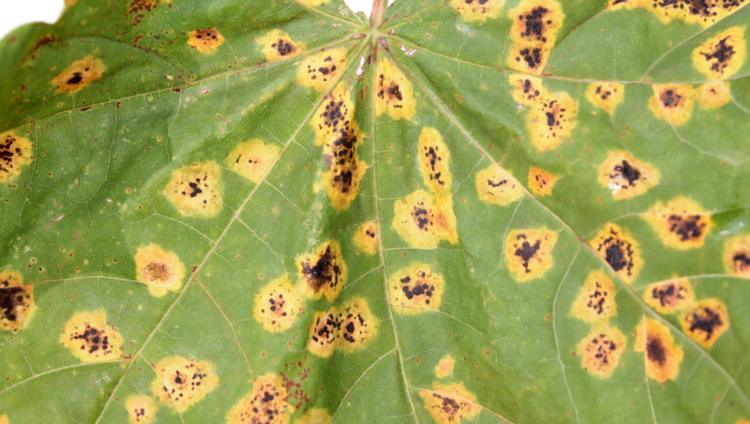 First Phoma Leaf Spot Resistance To Azole Fungicide Found in Western Europe