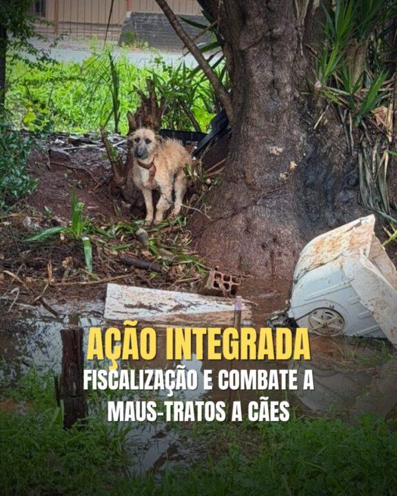 Brigada Militar realiza Operação Força Verde: Fiscalização e Combate a Maus-Tratos a Animais em Panambi e Cruz Alta