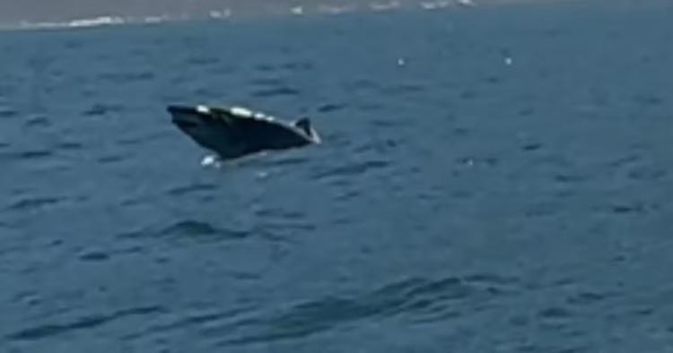 VEJA VÍDEO: tubarão ameaçado de extinção dá salto em Ilhabela e impressiona turista: 'Fiquei em êxtase'