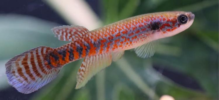 Peixe recém-descoberto na Amazônia já enfrenta risco de desaparecer, aponta estudo