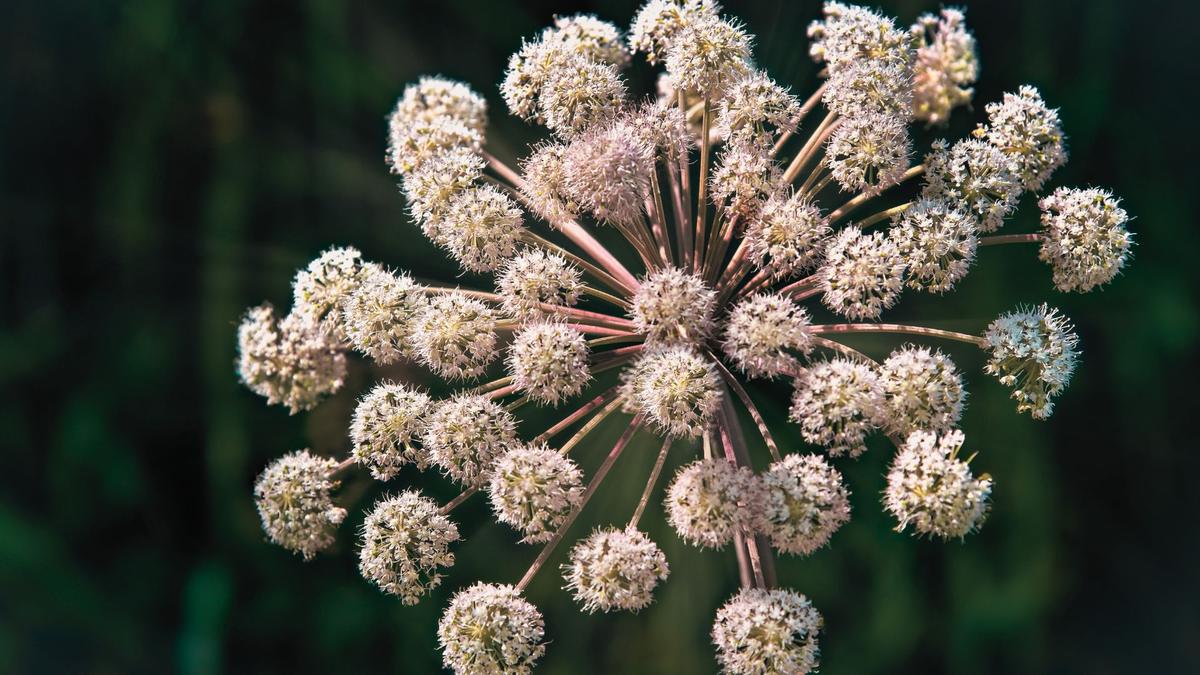 Hydrolat d’Angélique: propriétés et bienfaits