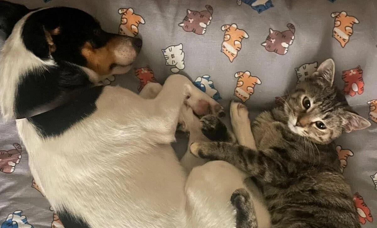 Cilento, un’amicizia a quattro zampe tra Carletto e Micia: l’appello per un’adozione di coppia