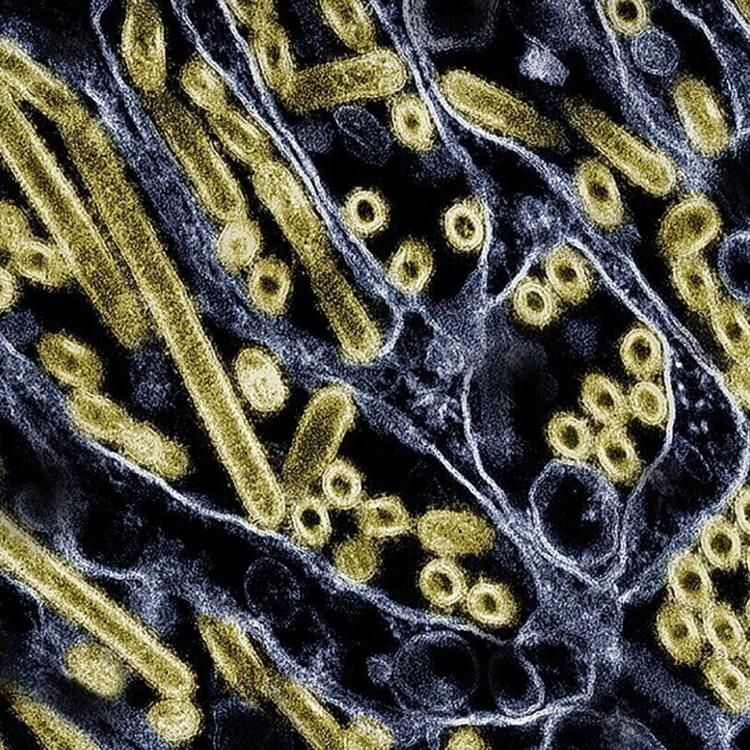 Scoperte le cellule immunitarie "esplosive" che proteggono il corpo