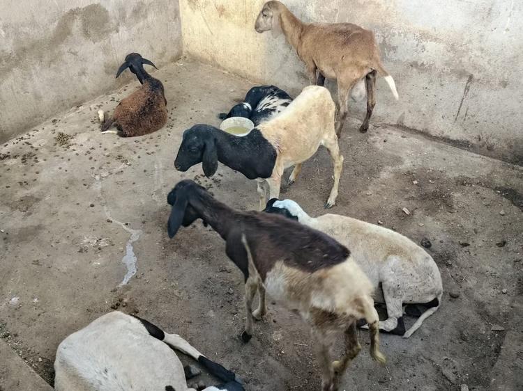 Ataque de cães deixa ovelhas mortas no RN; criador estima prejuízo de até R$ 6 mil