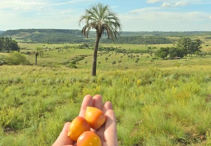 Foto colorida de pessoa segurando frutos de butiá em Quaraí (RS). Ao fundo, aparece uma palmeira de butiá em campo aberto
