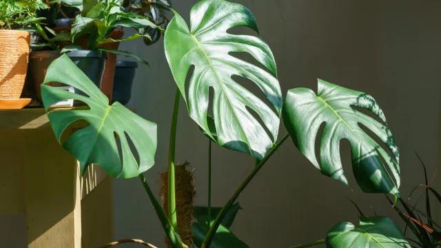 Não morrem! 8 plantas perfeitas para lugares sem janelas