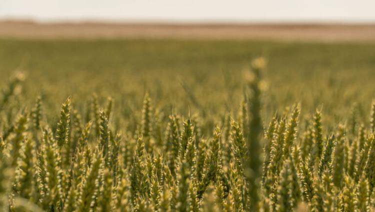 Crop Microbiome Study Shows Plants Select Microbes