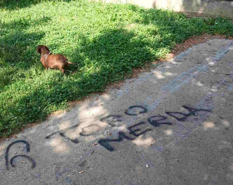 ciriè imbrattato il giardino di fido
