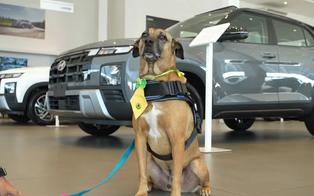 Conheça Tucson, o 'cãosultor de vendas' do ES que conquistou clientes e a internet