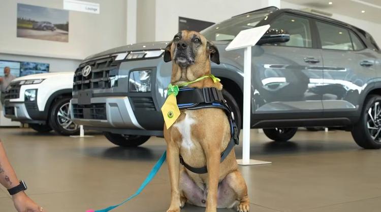 Conheça Tucson, o 'cãosultor de vendas' do ES que conquistou clientes e a internet
