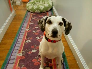 A dog sitting on a carpet