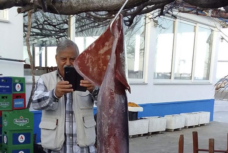 Giant Squid Caught in Greece