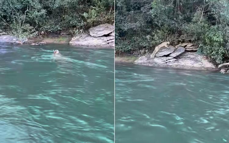Onça impressiona pescador ao atravessar rio em rio em Goiás