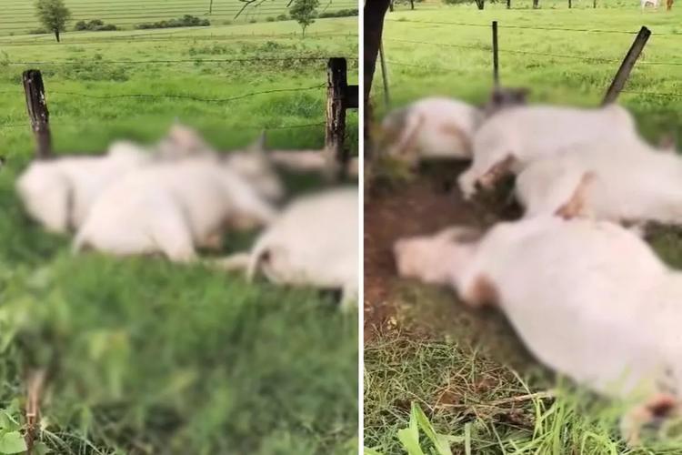 Oito bois são encontrados mortos por suspeita de terem sido atingidos por raio no interior de SP