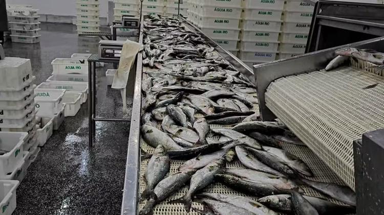 Ibama apreende 104 toneladas de peixe ilegal e aplica R$ 6 milhões em multas no Litoral do RS