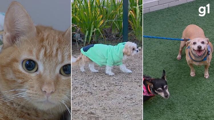 Pets têm mais 'facilidade de adquirir doenças no frio': veterinária dá dicas de cuidados com os animais no inverno