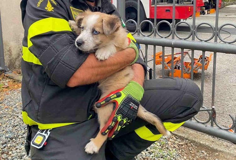 BIELLA – Salvata la piccola Mirtilla, una cagnolina di soli 3 mesi, rimasta incastrata in un cancello