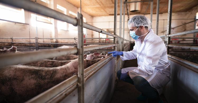Aurora Coop avança em seu programa de Bem-Estar Animal e reforça pioneirismo na prática