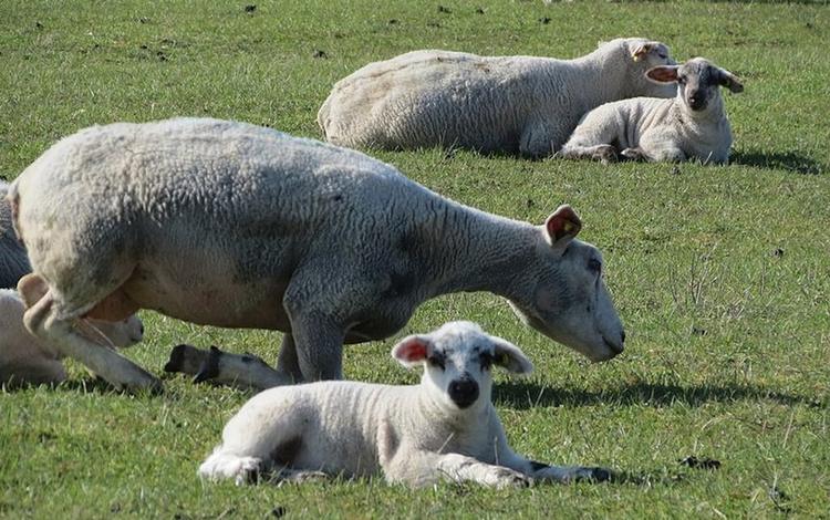 Des brebis mères et des agneaux volés ont été dépecés 