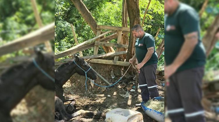Cavalos vítimas de maus-tratos são resgatados em Marília; um deles precisou de eutanásia