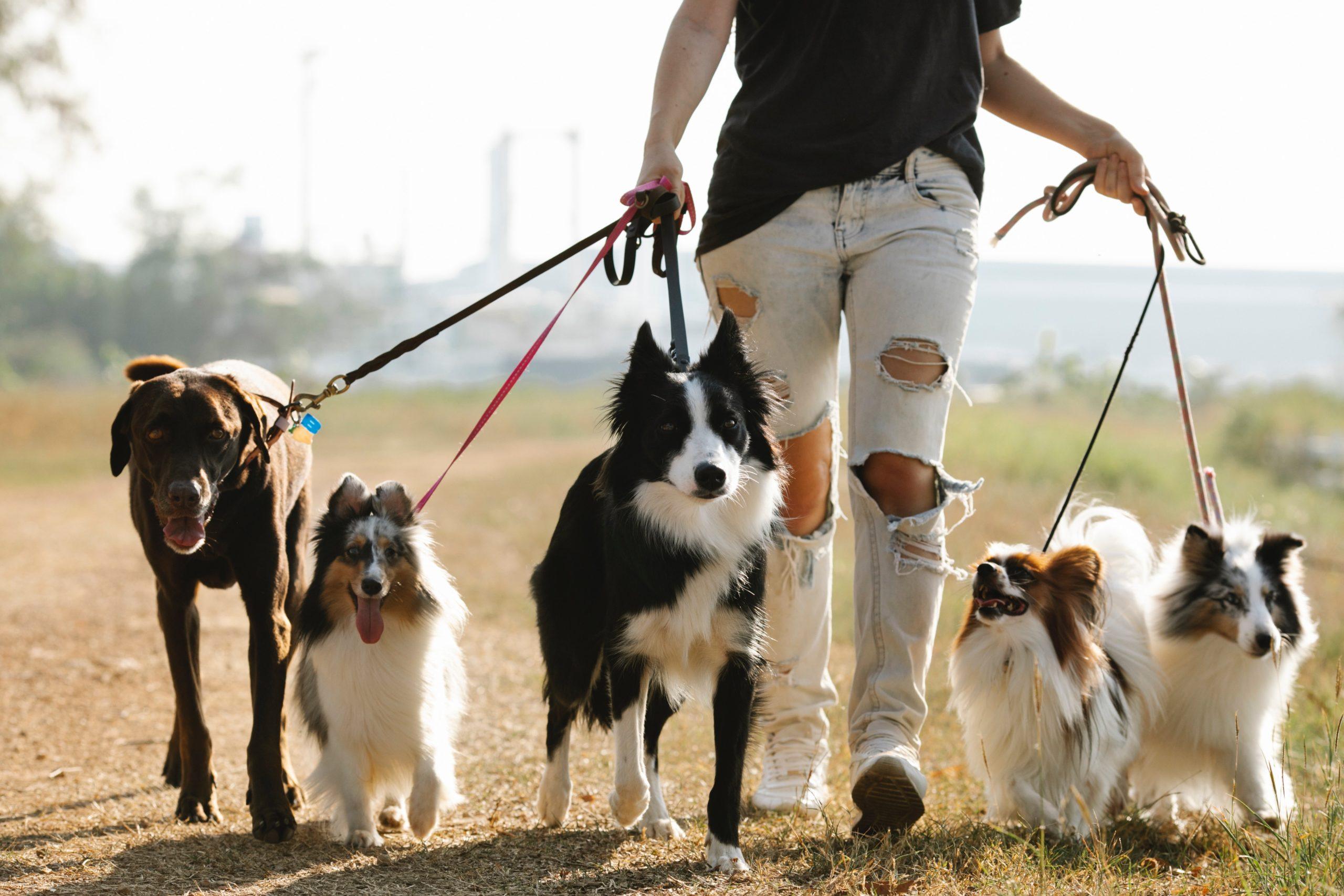 9 km Dog-friendly Parks & Cafes Walk in Newcastle