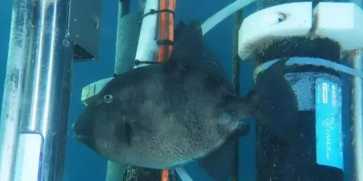 Due bagnanti morsi in mare in tre giorni nel Cilento: mistero sull'animale responsabile