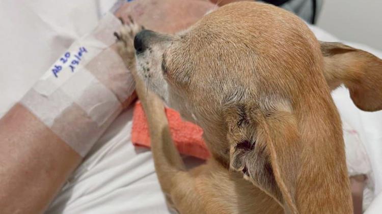 Despedida emocionante: Idoso morre horas depois de receber visita da cachorrinha em hospital do RS