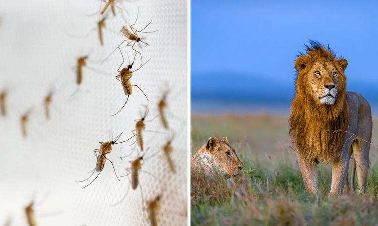 Por que mosquitos são mais perigosos que leões