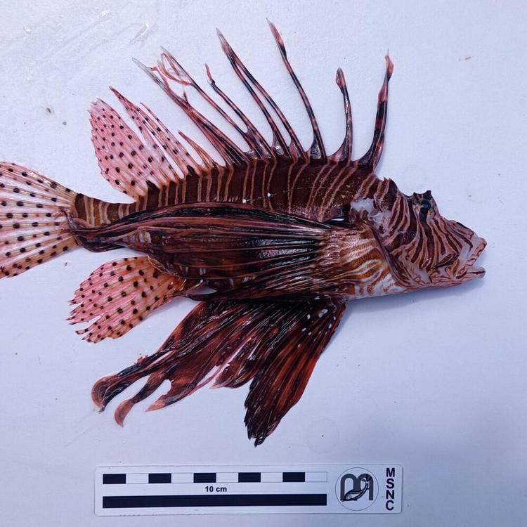 Allarme specie invasive: pesce scorpione trovato nel mare del Commissario Montalbano
