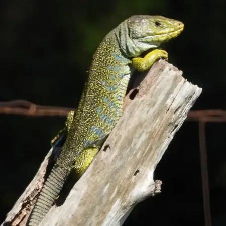 naturalia