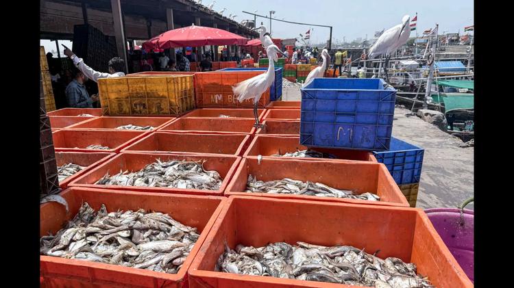 Modern fishing village proposed at Canacona