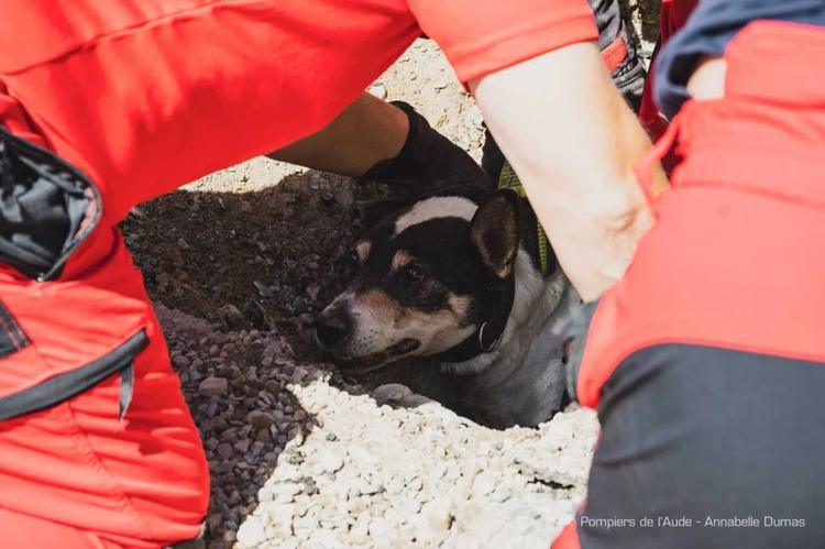 Aude : un chien secouru après être resté coincé dans une canalisation