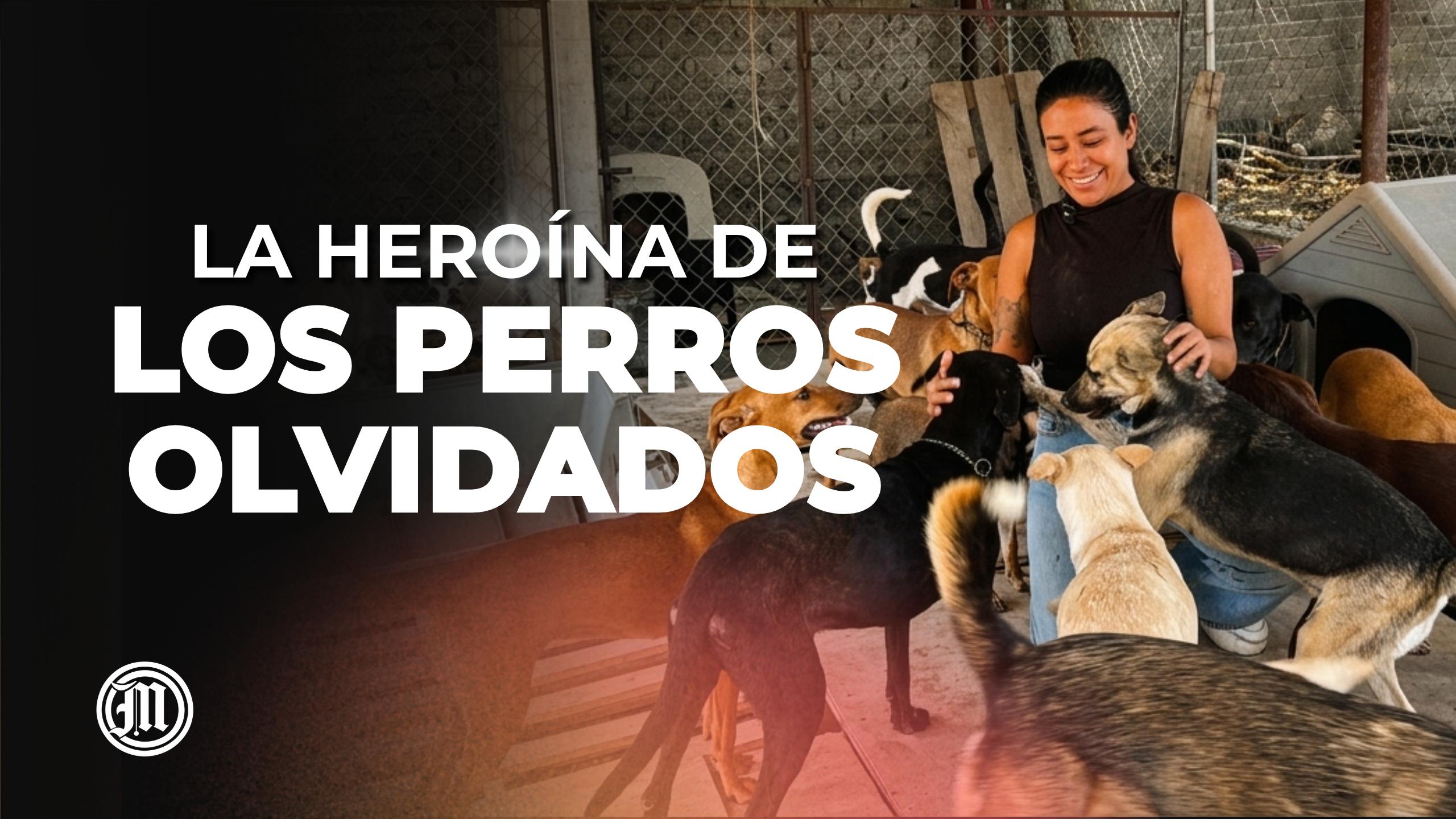 Rescata perros abandonados y transforma vidas en Miacatlán; la historia de Leticia Gómez Rocha
